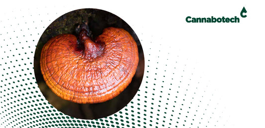 Reishi Mushroom: Benefits, Side Effects, and Research