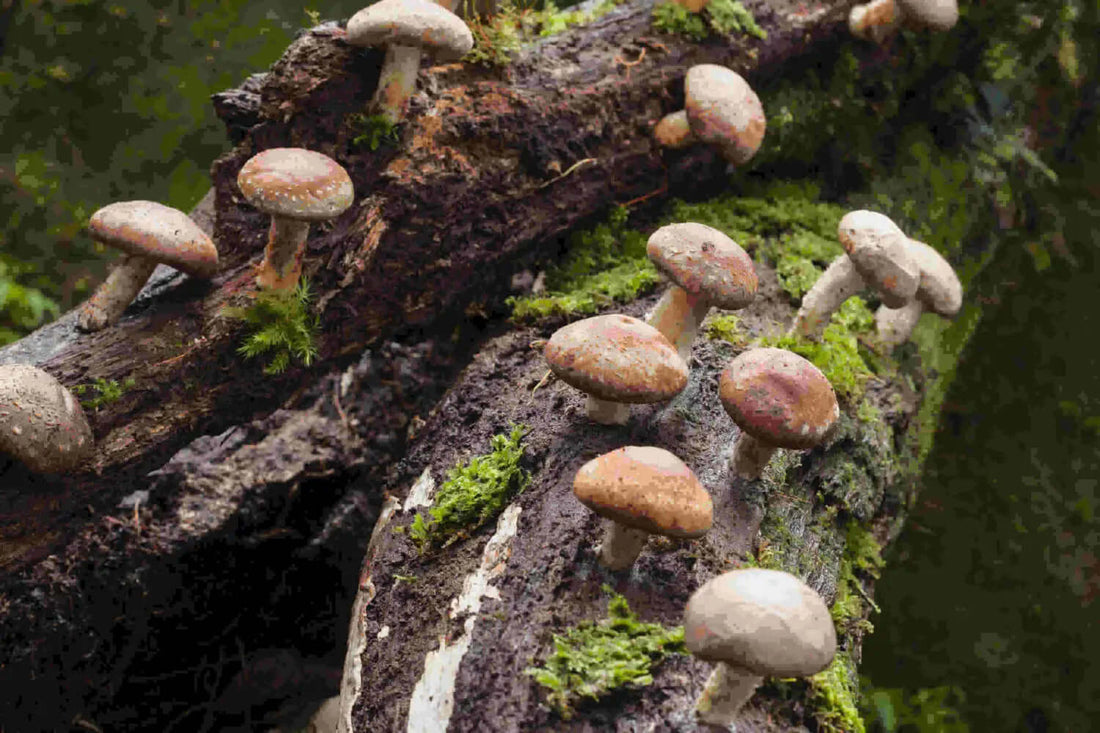 Mushroom health benefits you may not know