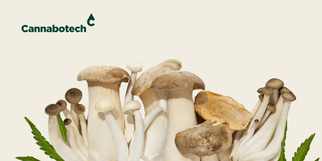 Benefits of Functional Mushrooms, Adaptogenic Mushrooms, and CBD